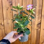 Púštna ruža (Adenium obesum) ´PINK STAR´ – výška 15-25 cm, kont. C1L - RUŽOVÁ